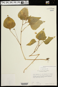 Viola tenuipes image