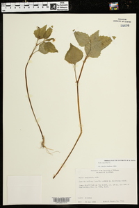 Viola glaberrima image