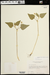 Viola tenuipes image