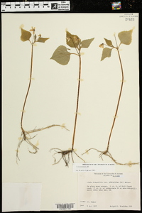 Viola glaberrima image