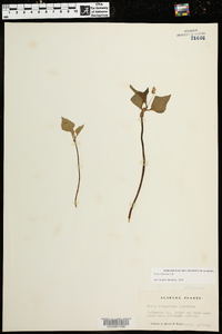 Viola tenuipes image