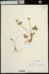 Viola septemloba image