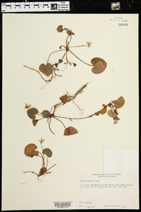 Viola walteri image