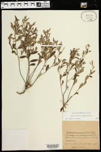 Helianthemum corymbosum image