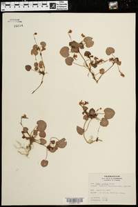 Viola walteri image