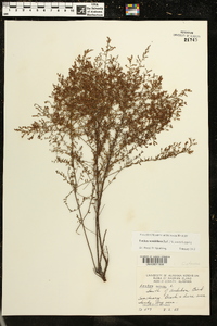 Lechea sessiliflora image