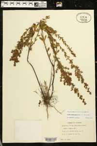 Lechea mucronata image