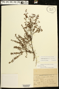 Lechea mucronata image