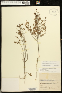 Lechea mucronata image