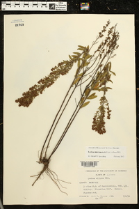 Lechea mucronata image