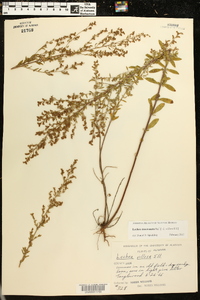 Lechea mucronata image