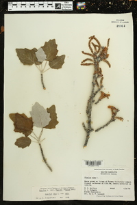 Populus alba image