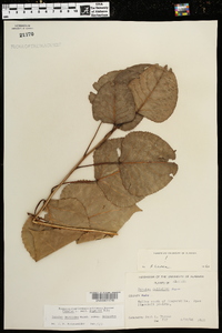 Populus deltoides subsp. deltoides image