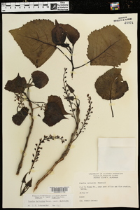 Populus deltoides subsp. deltoides image