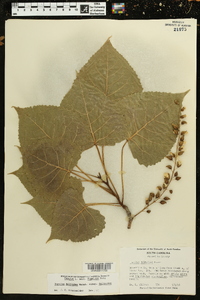 Populus deltoides subsp. deltoides image