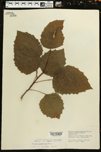 Populus grandidentata image