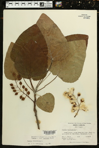 Populus heterophylla image