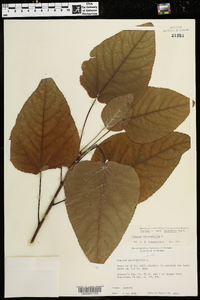 Populus heterophylla image