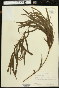 Salix humboldtiana image