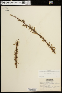 Salix caroliniana image