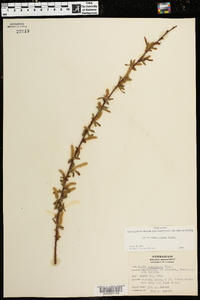 Salix caroliniana image