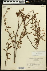 Salix caroliniana image