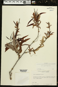 Salix caroliniana image