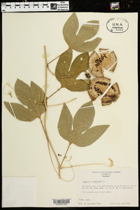 Passiflora incarnata image