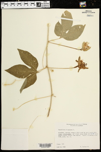 Passiflora incarnata image