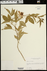 Passiflora incarnata image