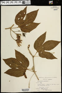 Passiflora incarnata image