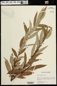 Salix rigida image