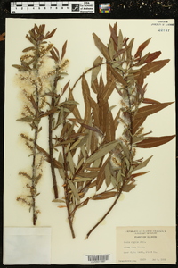 Salix rigida image