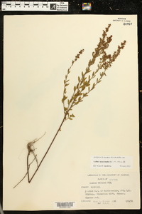 Lechea mucronata image