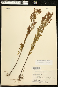 Lechea mucronata image