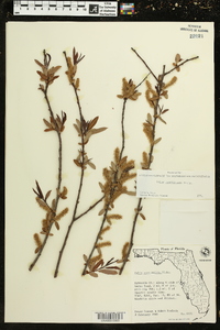 Salix caroliniana image