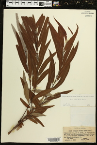 Salix caroliniana image