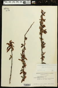 Salix caroliniana image