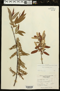 Salix caroliniana image