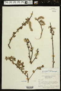 Salix cinerea subsp. oleifolia image