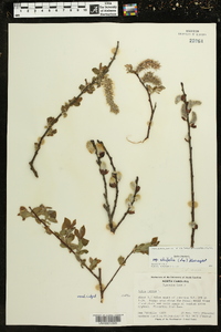 Salix cinerea image