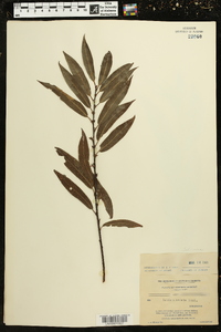 Salix cordata image