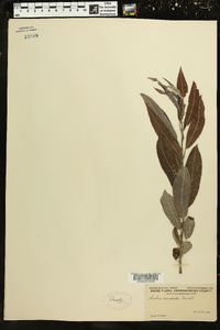 Salix cordata image