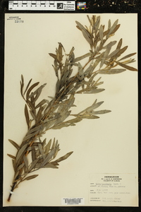 Salix lasiolepis image