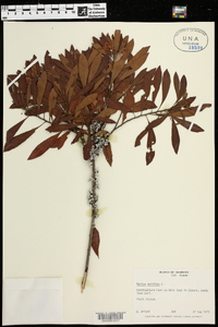 Myrica cerifera image