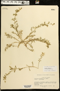 Lepidium didymum image