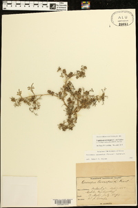 Coronopus squamatus image