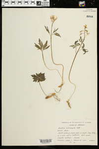 Cardamine angustata image