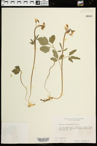 Cardamine angustata image