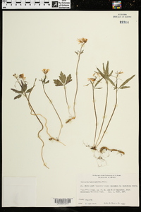 Cardamine angustata image